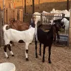 جفار وتيس مقنوي صنف وجروم