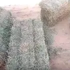 برسيم