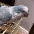 عصفور كويكر ازرق