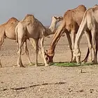 قعود على حليب امه والشعير والبرسيم