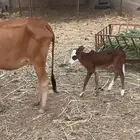 بقره منتوجه تحتها حسيله