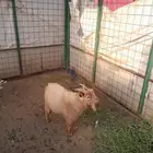 تيس قزم