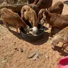 سواكن  التطعيمات. عن جميع الأمراض