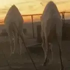 حواره فاخره حليب م فردت