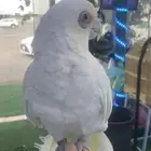 للبيع ببغاء كوكاتو