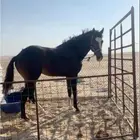 حصان طيب جدا