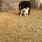 عنز ثنيه رايمه طلي