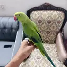 ببغاء درة عندي صحة ممتاز