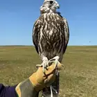 مطلوب صقر حر ولا وكري للبيع