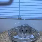 هامستر روسي كيوت