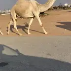 خلفه شقحا بكر ثنيه تحتها بكره