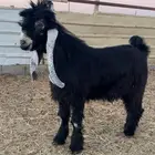 جذع خصم ( تم البيع )