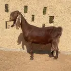 قبرصيه جرم فاخر ودافع