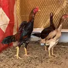 دجاج شامو يباني
