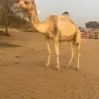 لقحات للبيع