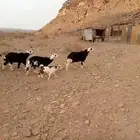 خروف نجدي بريات شي طيب وكفو العدد 3