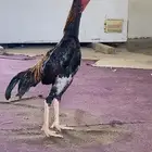 طقم دجاج شامو ياباني فاخر