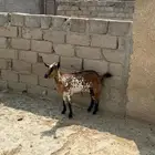 غنم