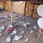 البيع حمام سلفر فرنسي