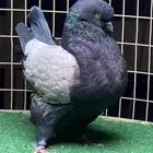 زوج مودينا فاخر