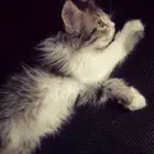 قطط للتبنى