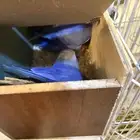 جوز طيور روز