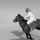 خيل شعبي