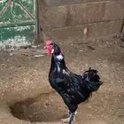 ديك ودجاجه