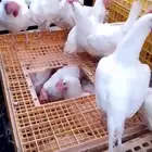 دجاج بياض