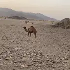 قعود عمره. ثلاث اشهر ونص علا حليب امه