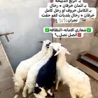 خروف اسود و3 رخال