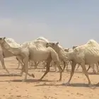ذود ابل وضح كككفو وطيبه للبيع