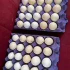 بيض مخصب للبيع