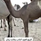 لبيع قعود
