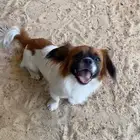 كلب Pekingese