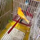 كناري تغريد