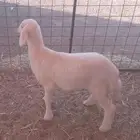 خروف حري لباني