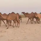 ابل ذود صفر وشعل طيبه للبيع