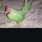 بغبغاء ابكم
