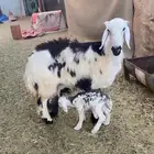 شاه نجديه رباع متبع