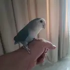 ذكرين روز أليف تم البيع