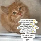 بيع قطه