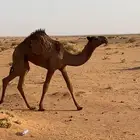للبيع بكرة