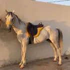 للبيع حصان عربي من مربط الجبرين ولدالعبيه معه ورقه هدي