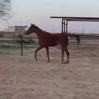 فرس شعبي