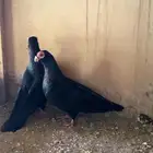 جوز ابو نظاره