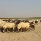 غنم نعيم صنف وفاخره وطيبه للبيع