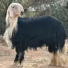 خروف نجدي
