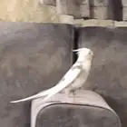 كروان ذكر