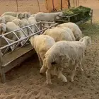 بهم ذبايح جمله او تفريد